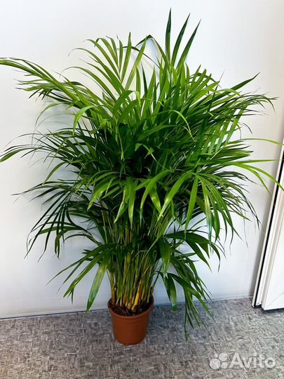 Комнатная пальма Арека 100 см
