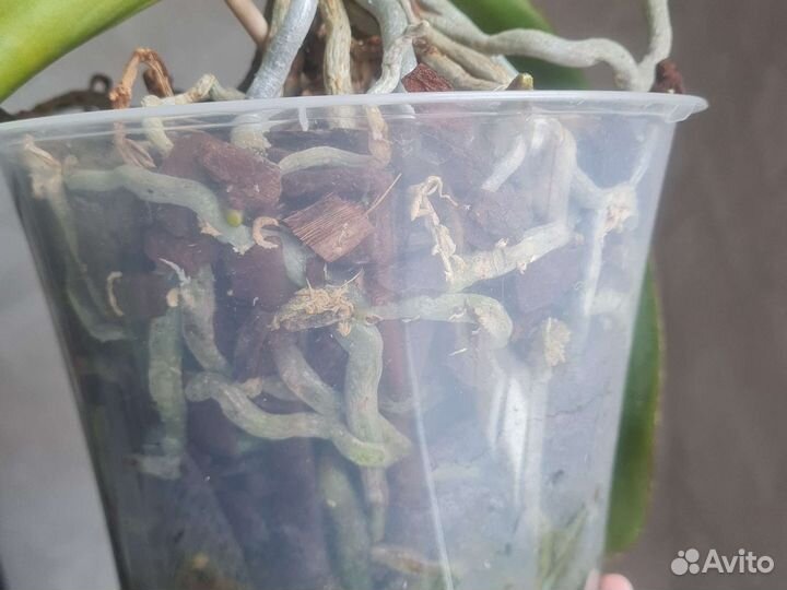 Орхидея гранди