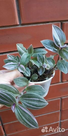 Традесканция, спатифилум, денежное дерево