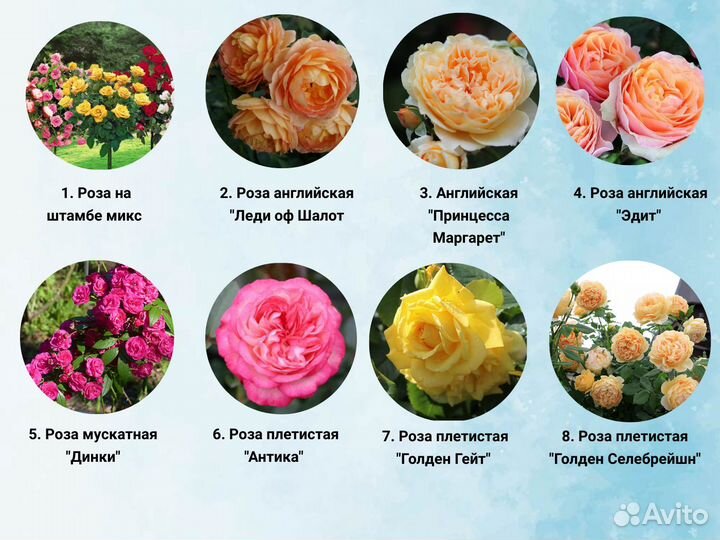 Зимостойкие саженцы роз