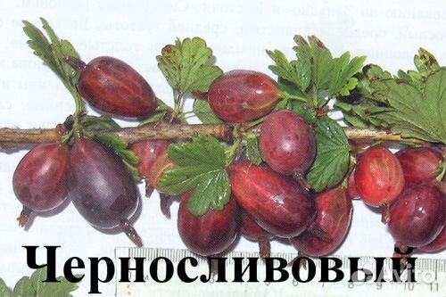 Продаётся слабошипный крыжовник Черносливовый и др