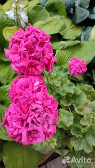 Пеларгония герань Lara Delight