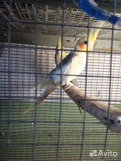 Попугай корелла