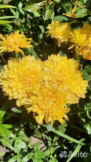 Хризантема корейская саженцы