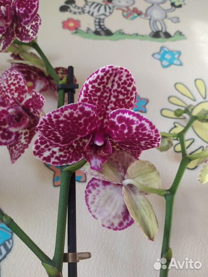 Орхидея дикий кот