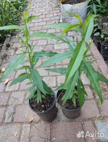 Будлея, персик,магония, гортензия, дейция и другие