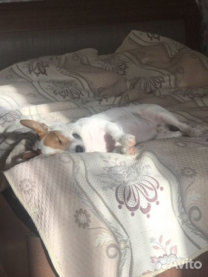 Передержка питомцев