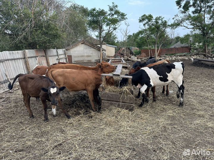 Бычки телки