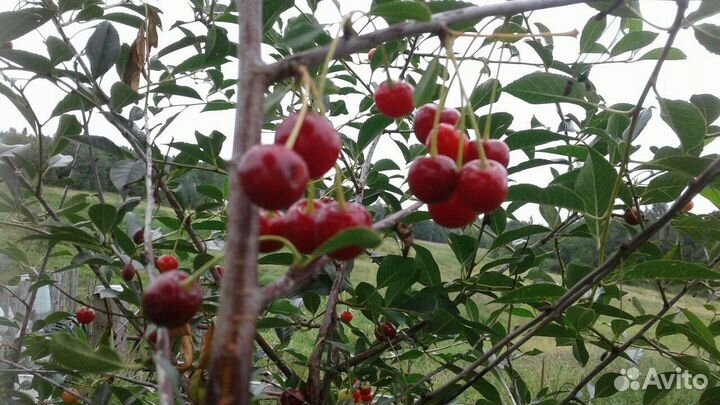 Выборг, Саженцы кустовой вишни