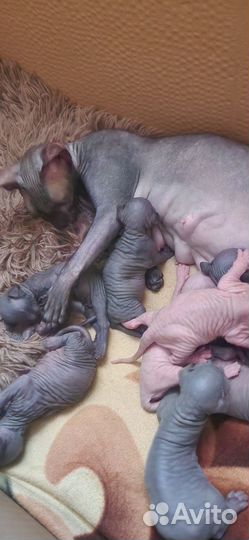 Канадский сфинкс