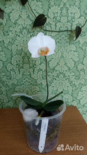 Орхидея фаленопсис Дарвин