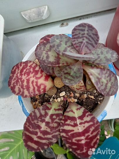 Алоэ вера лечебный