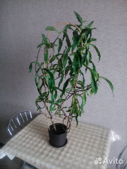 Растение золотой ус