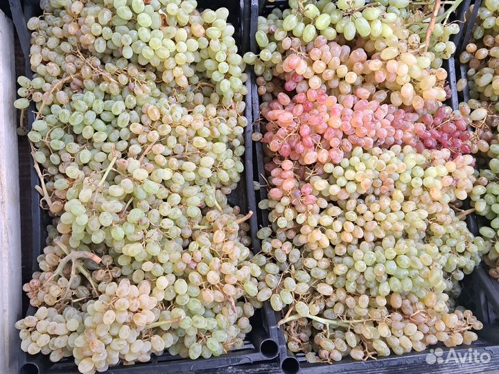 Виноград киш миш