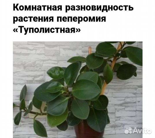 Пеперомия туполистная
