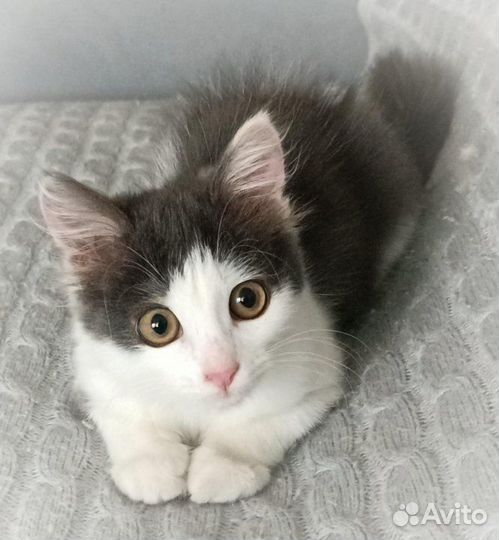 Котенок в добрые руки