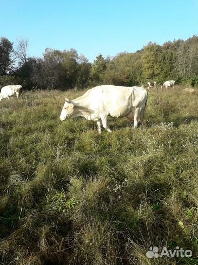 Продам двойных коров