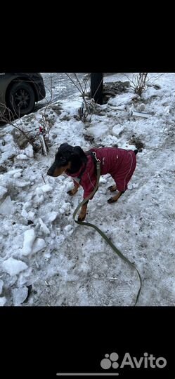 Комбинезон для средней собаки