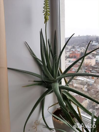 Продам цветы алоэ- вера