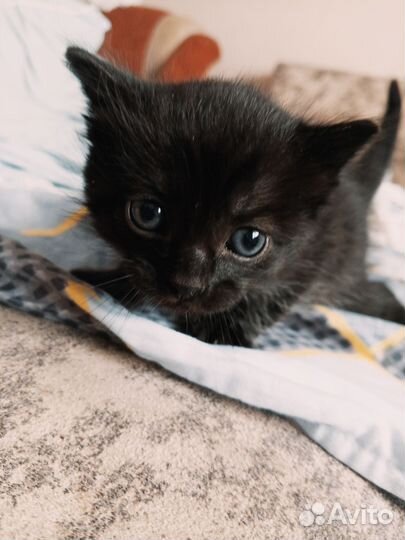 Котёнок метис