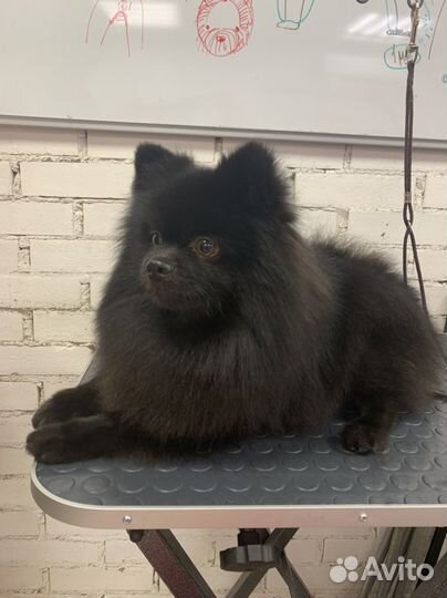 Груминг. Стрижка собак Большевиков-Народная