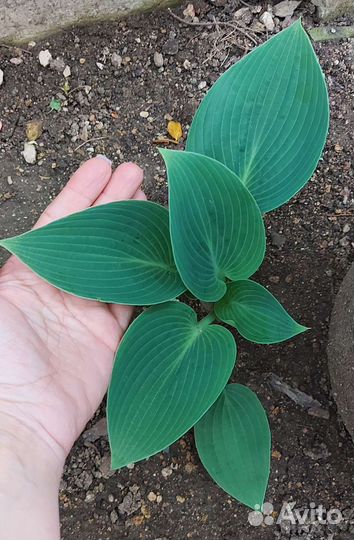 Хосты сортовые