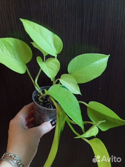 Комнатные цветы