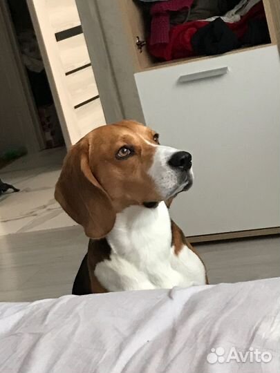 Бигль вязка