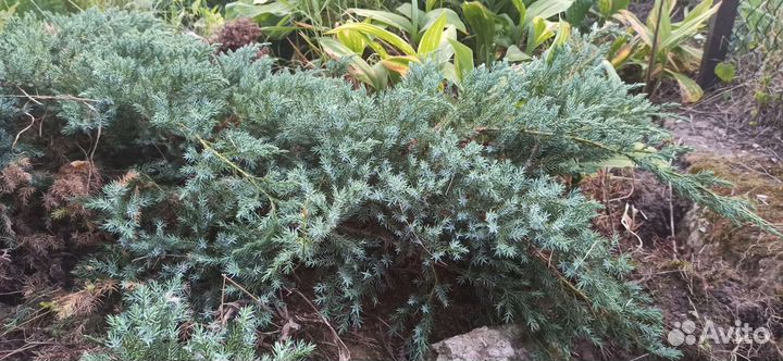 Можжевельник