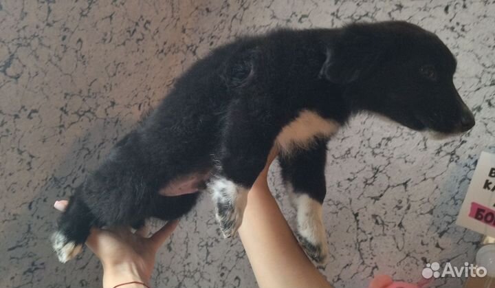 Собака в добрые руки щенки