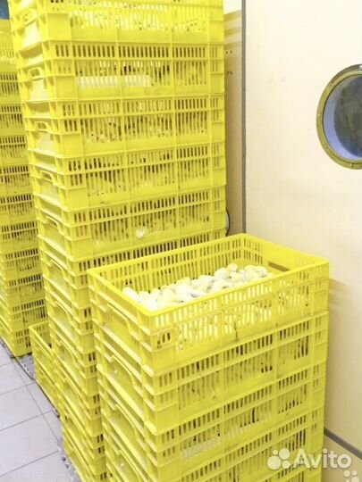 Бройлер суточный Кобб 500 и Росс 308 в Тарасовском