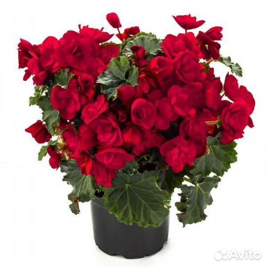 Бегония элатиор