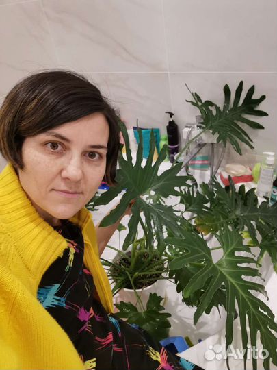 Консультация/Уход за домашними цветами