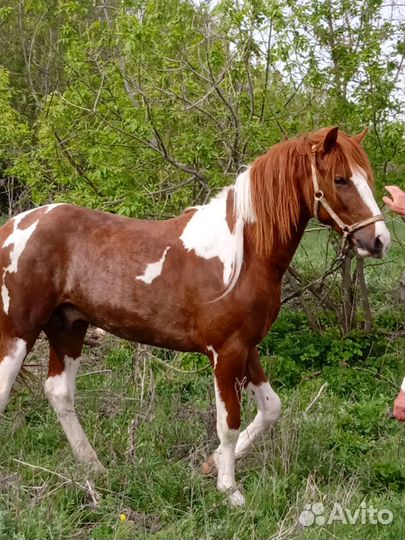 Лошадь жеребец