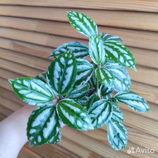 Пилея Кадье