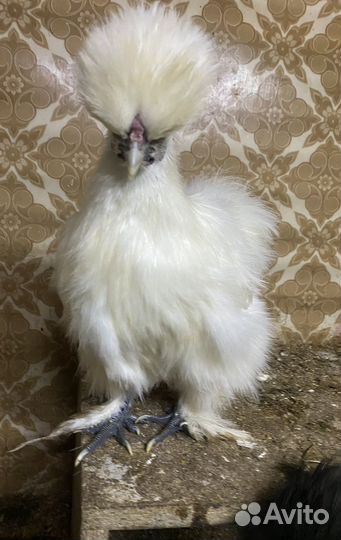 Яйцо инкубационное Китайская шелковая курица