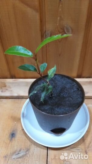 Лавр Благородный