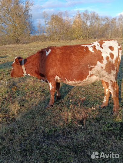 Нетель Айширской породы