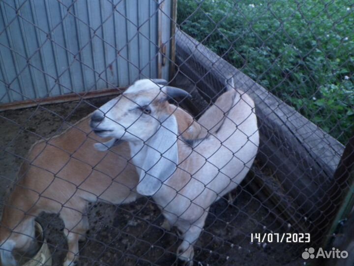 Нубийский козел