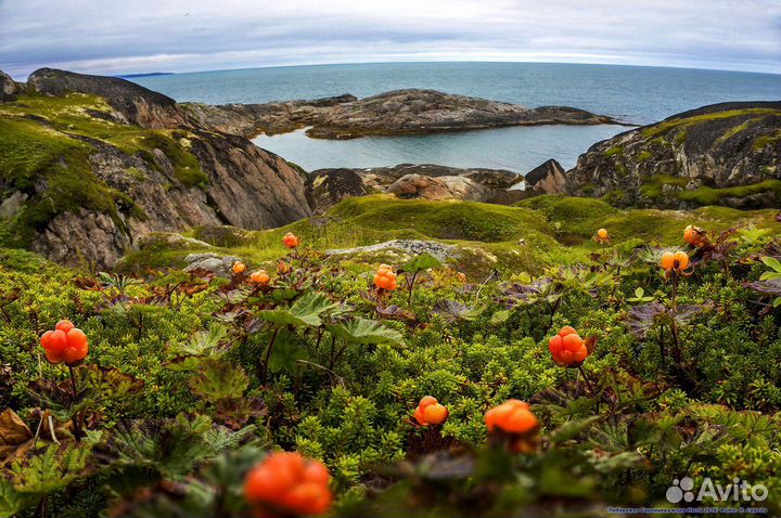 Морошка, семена