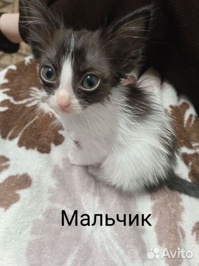 Кошки в добрые руки