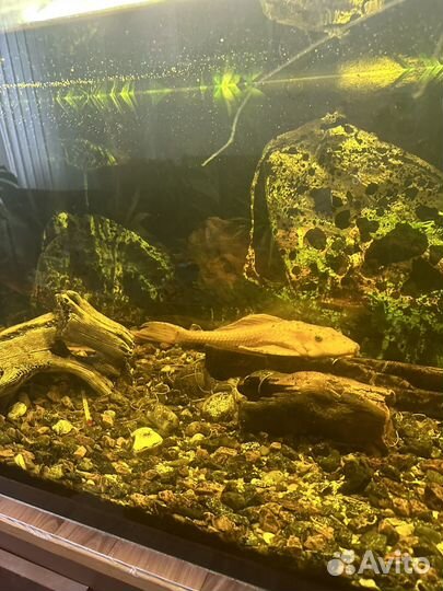 Аквариум с рыбами