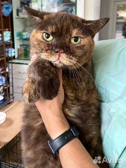 Кошка Плюшка в приюте ждёт хозяев