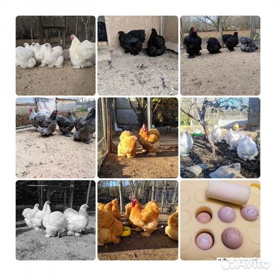 Куры Кохинхин Австралорп Перепела