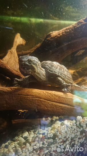 Корма для рыб и черепах JBL, Tetra, Fluval и др