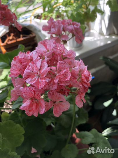 Пеларгония, герань