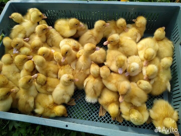 Утята Агидель Подрощенные