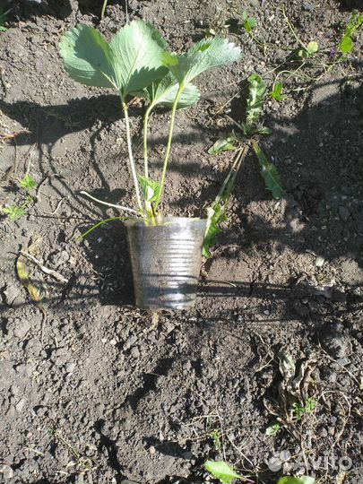 Клубника ремонтантная