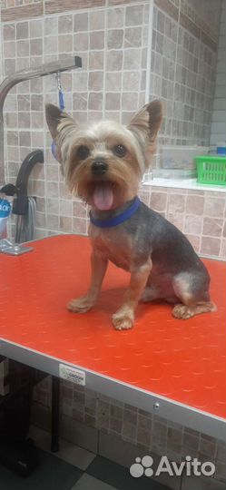 Грумер стрижка собак