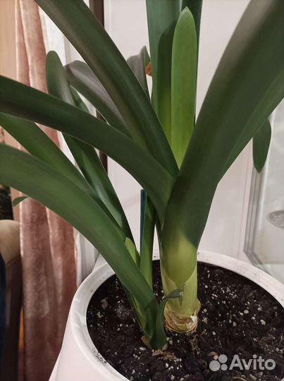 Комнатные цветы кливия